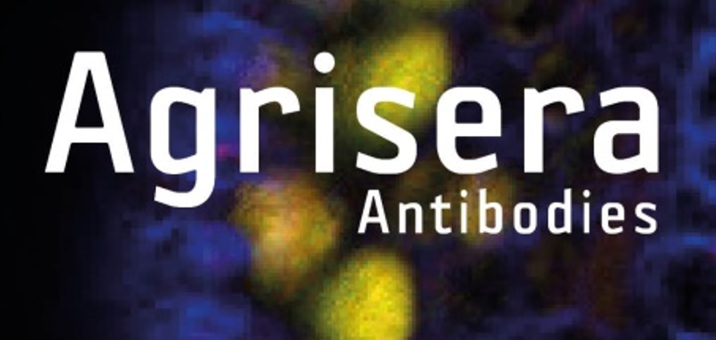 Agrisera植物細(xì)胞壁相關(guān)抗體，開學(xué)季促銷啦！